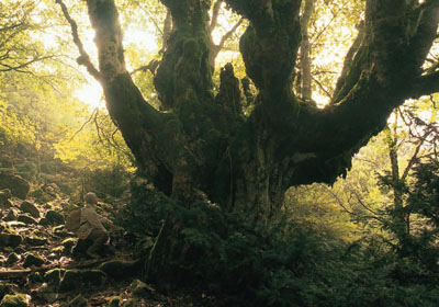 Acero naviculare di Bosco Tassita